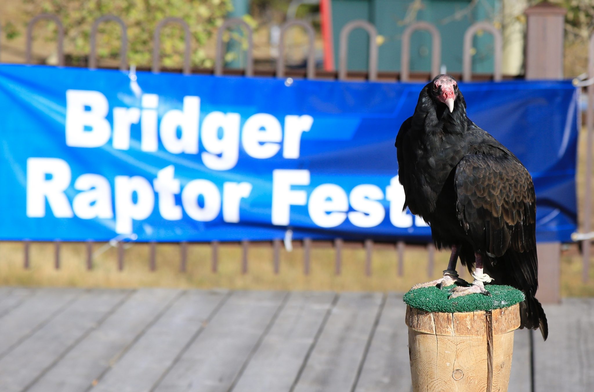 The Bridger Raptor Festival Bridger Raptor Fest